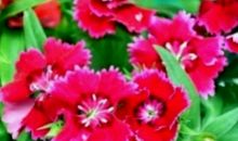 10月20号开始赚取大把金钱，这四生肖好运不断，过上有福气的幸福生活!