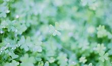 快速忘记失败感情并开始下一段的生肖