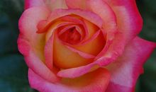 11月财运不断，四方聚财的生肖，人生大吉，福气财气双丰收