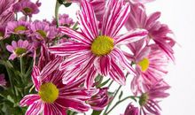 再熬三天，这3大生肖财运亨通，大财进账，小财不断，有财有势。