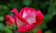 8月底开始运势策马奔腾，大财连连，财运大旺，命中带福气的属相