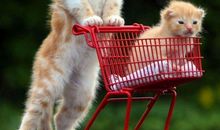 把找彬彬有礼的男生当成择偶对象的生肖女