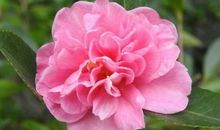 活得最辛苦的3个生肖女，婚后为家庭忙碌，看看有你吗？