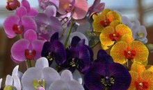 11月之后风生水起见财运，钞票越赚越多的生肖，富得流油不是梦