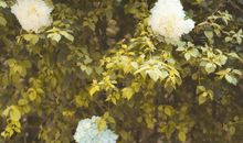 从10月19日开始福运旺，身边有幸运，心中有幸福的三大星座