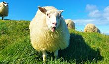 1955年属相分析(图文)