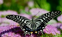 11月1号起，4属相财星高照，鸿运当头，运势进一步提升，前途光明