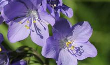 再过三天得天官赐福，财富成倍增长的生肖，成功逆袭成为有钱人