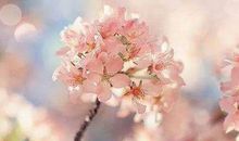 一路乘风破浪，钱财万贯涌进门的生肖，11月注定走上发财道路