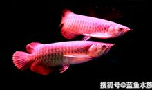 龙鱼作为“风水鱼”的传说