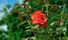 半月内好运挡不住，发横财遇真爱，钞票如雨的四属相