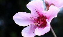 10月底运势大吉，运势强旺，偏财运爆棚，求财有道的四属相