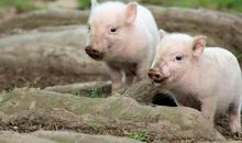 如何给属猪宝宝起名 生肖猪宝属起名宜忌