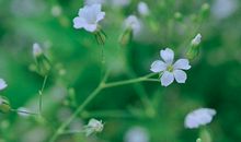 10月中旬无论男女都能行大运，心中愿望都实现的生肖，事事顺利