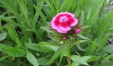 未来两年运势上涨，4属相峰回路转，得到意想不到的收获