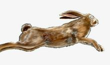 2021年生肖属兔人全年运程