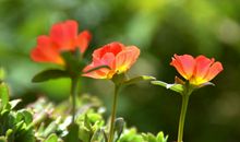 下月开始大运临头，财运大涨，富贵不用愁的属相