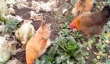 气度不凡，目光独到，凡事追求完美，处处彰显魅力的生肖女