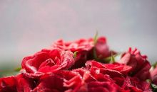 2019下半年桃花运降临的生肖，“单身狗”的脱单日，有你吗？