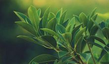 未来60天有贵人相助，机遇不断，偏财临门，事业突飞猛进的生肖