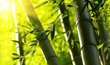 庭院种竹子的风水讲究 改善风水的首选