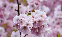 1964年的何时运气不佳(图文)