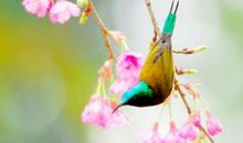 下个月不再为情所困的属相，喜鹊入宅，月老献缘，抓紧有缘人