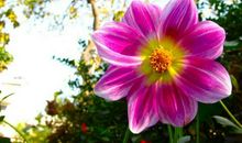 旺夫、旺家、旺自己的3大生肖女，生活没有眼泪，只有钞票！