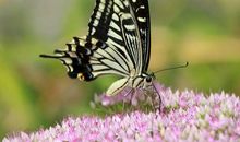 月末之后，4属相财大气粗更胜从前，正财横财齐聚，风光无限好