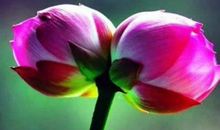 11月财运大开赚大钱，从此开启富贵生活的生肖，以后享尽荣华