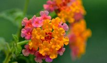 未来一周，运势红红火火的属相，横财袭来，喜事不断，幸福吉祥