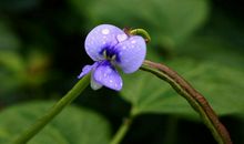 未来五年达到财运巅峰，财运从四面八方汇集而来，四属相不发都难