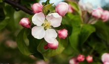 做事认真的3大生肖，通情达理，不与人争