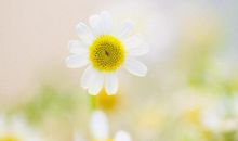 肖兔、龙、蛇哪月出生注富贵！命好福多，一生名利显达，衣食无忧