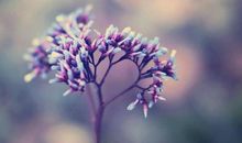 年底属蛇、马、牛、鸡在年末有什么好事扑面而来，将皆大欢喜