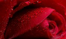 11月初感情运大涨，4生肖收获真挚友情，得到甜蜜爱情！