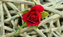 好运统统来！最近十几天财源拓宽，事业进步求财得财的3生肖！