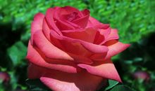 11月开始，事业发展顺风，突破瓶颈，赚到大钱，日子享受的生肖