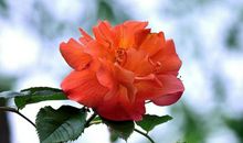 未来33天，喜鹊报喜，横财不断，家财成倍涨的三生肖