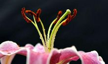 事业一路平坦，钱财滚滚来！3生肖下半年，大有所获，发家致富