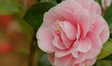 接下来两个月招财聚财变得容易，鸿运高照，四属相正财偏财进账多