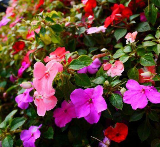 11月上旬横财旺，钱进账，喜事进家门，生活甜如蜜的生肖