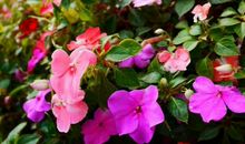 11月上旬横财旺，钱进账，喜事进家门，生活甜如蜜的生肖