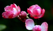 熬过10月，4属相运势逆袭，喜鹊门前叫，财运大幅度上涨