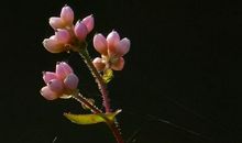 未来三年，4属相吉星出现，收获满满，最容易取得成功