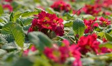 11月横财到家，财库丰盈，诸事顺心如意，越过越幸福的生肖