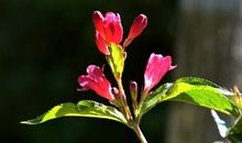 未来五个月财星高照，财运顺畅无阻，横财连发，勇往直前的四属相