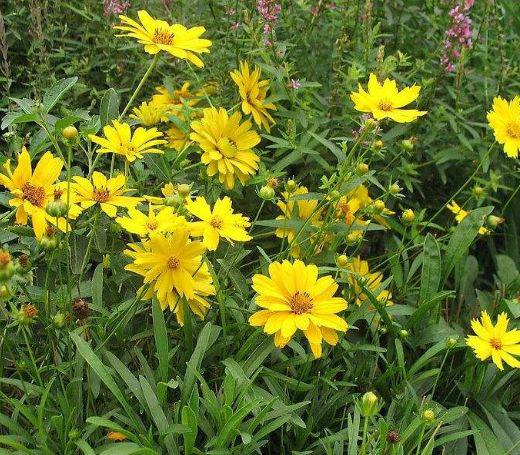 11月上旬横财旺，钱进账，喜事进家门，生活甜如蜜的生肖 2