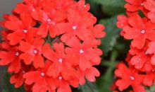 未来一年，运势开门红的属相，百事顺心，大发特发，越过越有盼头