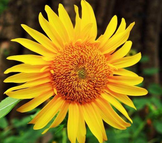 11月上旬横财旺，钱进账，喜事进家门，生活甜如蜜的生肖 3